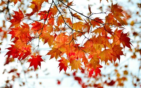 fall branches and leaves